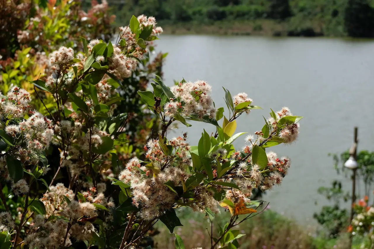 Kiss House Glamping 4